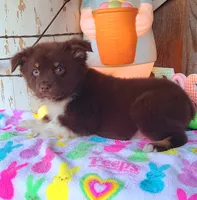 River, a male Australian Shepherd for sale in Marion, VA – Photo 4 of 6