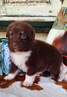 River, a male Australian Shepherd for sale in Marion, VA – Photo 3 of 9