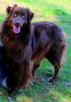River, a male Australian Shepherd for sale in Marion, VA – Photo 7 of 9
