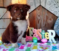 River, a male Australian Shepherd for sale in Marion, VA – Photo 5 of 6