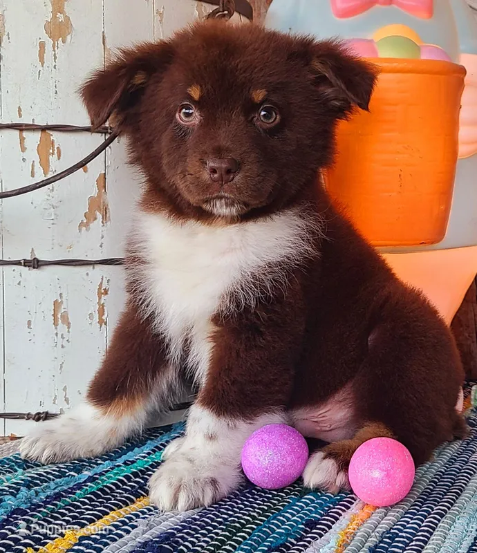 River – Australian Shepherd puppy for sale in Marion, VA