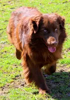 River, a male Australian Shepherd for sale in Marion, VA – Photo 9 of 9