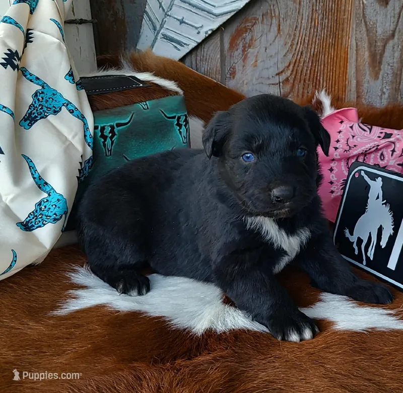 Diamond – Australian Shepherd puppy for sale in Marion, VA