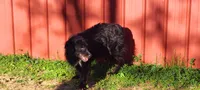 Diamond, a female Australian Shepherd for sale in Marion, VA – 4 of 4