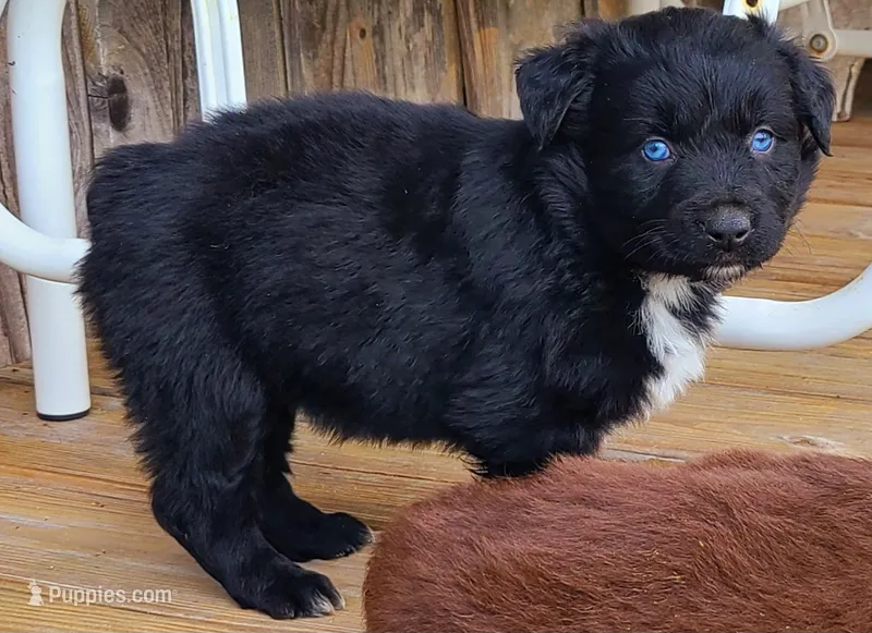 Diamond – Australian Shepherd puppy on hold in Marion, VA