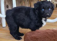 Diamond, a female Australian Shepherd for sale in Marion, VA – 1 of 4