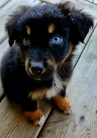 Jack, a male Australian Shepherd for sale in Marion, VA – 3 of 3