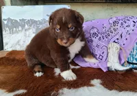 Sapphire, a female Australian Shepherd for sale in Marion, VA – Photo 3 of 10