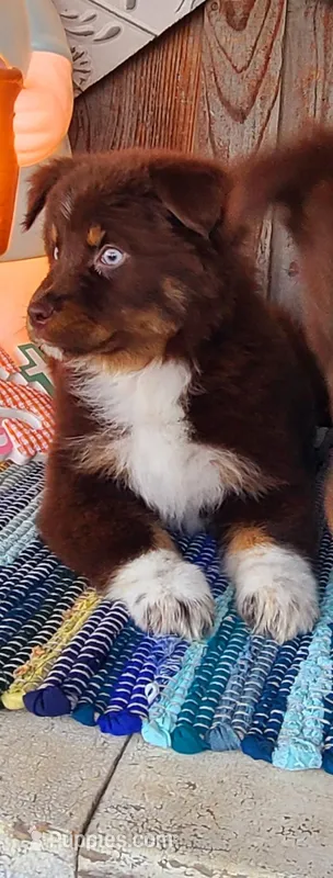 Sapphire – Australian Shepherd puppy for sale in Marion, VA