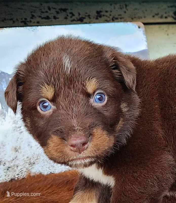 Sapphire, a female Australian Shepherd for sale in Marion, VA – Photo 1 of 10