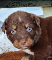 Sapphire, a female Australian Shepherd for sale in Marion, VA – Photo 1 of 10