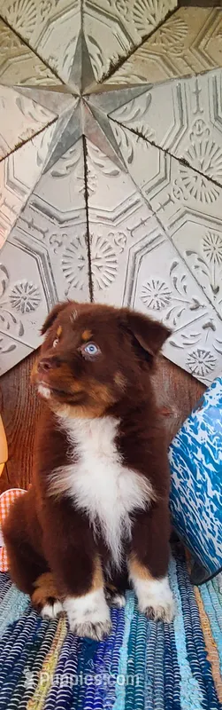 Sapphire – Australian Shepherd puppy for sale in Marion, VA