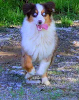 Sapphire, a female Australian Shepherd for sale in Marion, VA – Photo 5 of 10