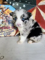 Fancy, a female Australian Shepherd for sale in Marion, VA – 1 of 5