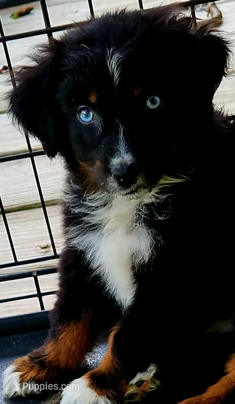 Diamond – Australian Shepherd puppy for sale in Marion, VA