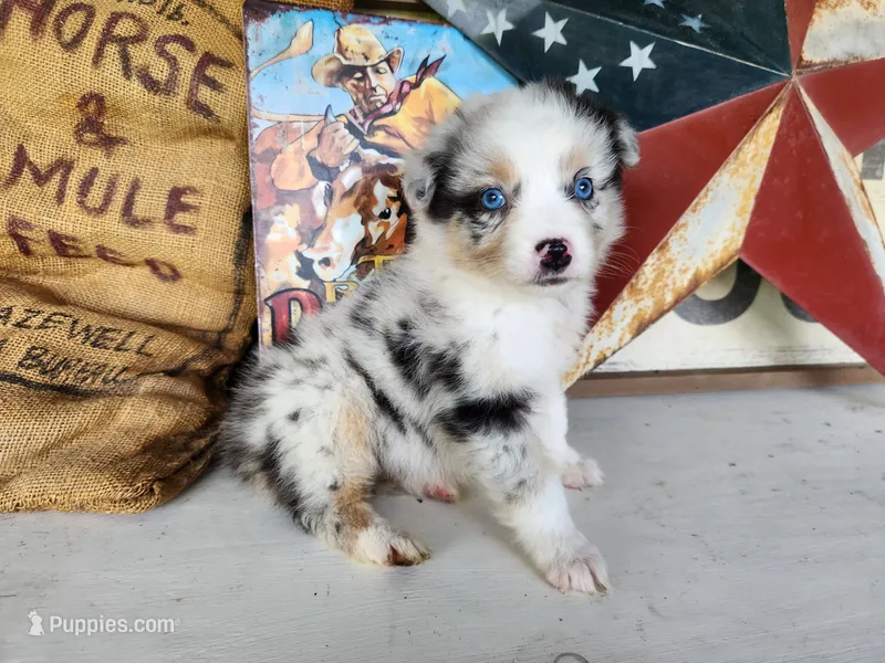 Shimmer – Australian Shepherd puppy for sale in Marion, VA