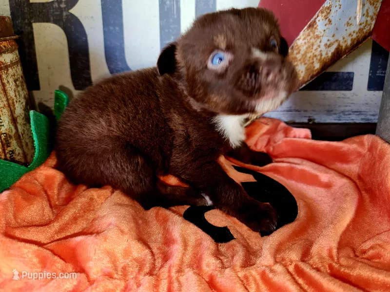 Maverick – Australian Shepherd puppy for sale in Marion, VA
