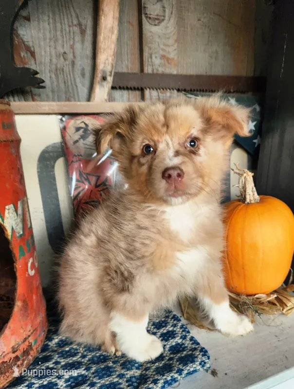 Cinch – Australian Shepherd puppy for sale in Marion, VA
