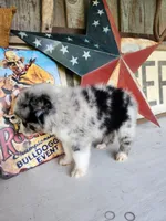 Fancy, a female Australian Shepherd for sale in Marion, VA – 5 of 5
