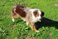 Kansas, a female Australian Shepherd for sale in Marion, VA – Photo 8 of 9