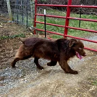 Kansas, a female Australian Shepherd for sale in Marion, VA – Photo 7 of 9
