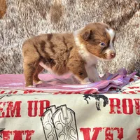 Kansas, a female Australian Shepherd for sale in Marion, VA – Photo 2 of 9