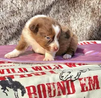 Kansas, a female Australian Shepherd for sale in Marion, VA – Photo 6 of 9