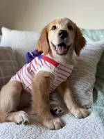 Dingo, a female Golden Retriever for sale in Houston, TX – 1 of 3