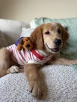 Dingo, a female Golden Retriever for sale in Houston, TX – 2 of 3