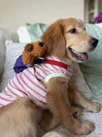 Dingo, a female Golden Retriever for sale in Houston, TX – 3 of 3