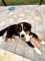 Bailey, a female Bernese Mountain Dog for sale in North Port, FL – 2 of 3