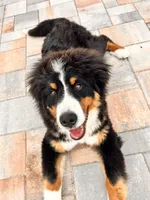 Bailey, a female Bernese Mountain Dog for sale in North Port, FL – 3 of 3