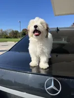 Ralph, a male Maltese for sale in Waukee, IA – 2 of 4