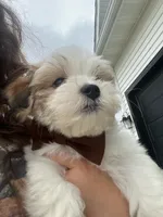 Ralph, a male Maltese for sale in Waukee, IA – 4 of 4