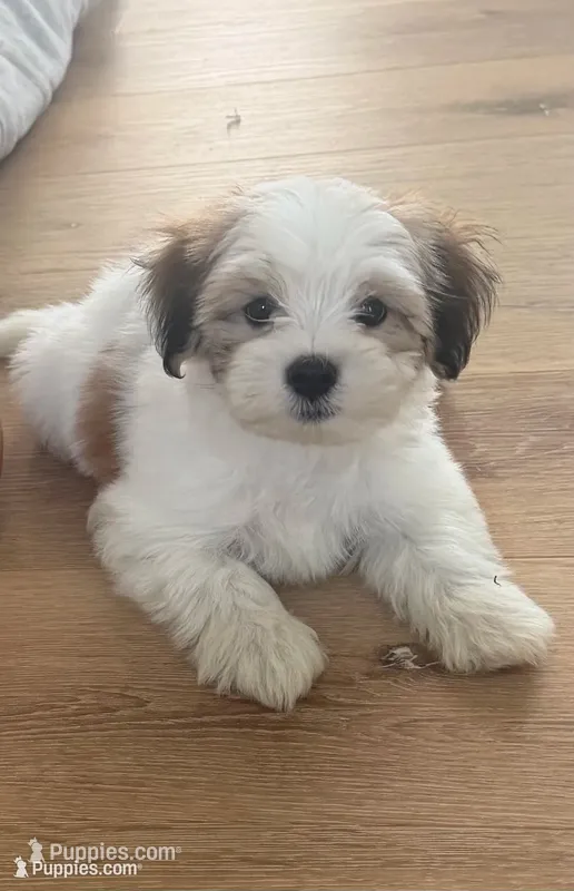 Ralph – Maltese puppy for sale in Waukee, IA