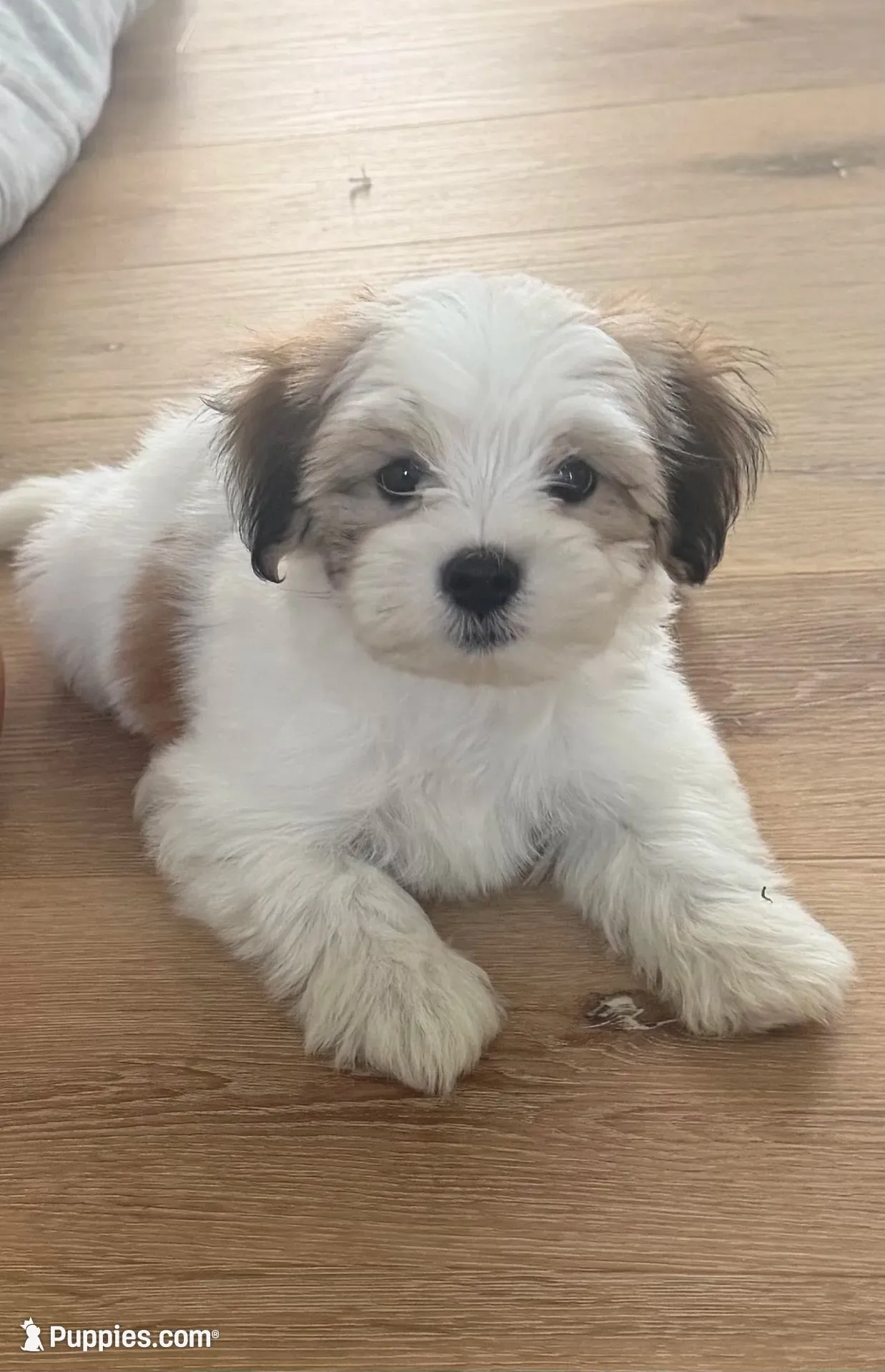 Ralph, a male Maltese for sale in Waukee, IA – 1 of 4