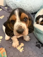 CRUSH (ORANGE), a male Basset Hound for sale in Saint Cloud, FL – 5 of 5