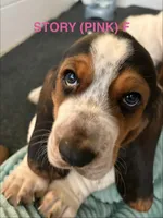 STORY (PINK), a female Basset Hound for sale in Saint Cloud, FL – 2 of 5