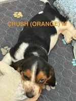 CRUSH (ORANGE), a male Basset Hound for sale in Saint Cloud, FL – 3 of 5