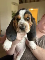 STORY (PINK), a female Basset Hound for sale in Saint Cloud, FL – 5 of 5