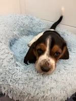CRUSH (ORANGE), a male Basset Hound for sale in Saint Cloud, FL – 4 of 5