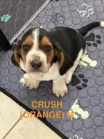 CRUSH (ORANGE), a male Basset Hound for sale in Saint Cloud, FL – 2 of 5