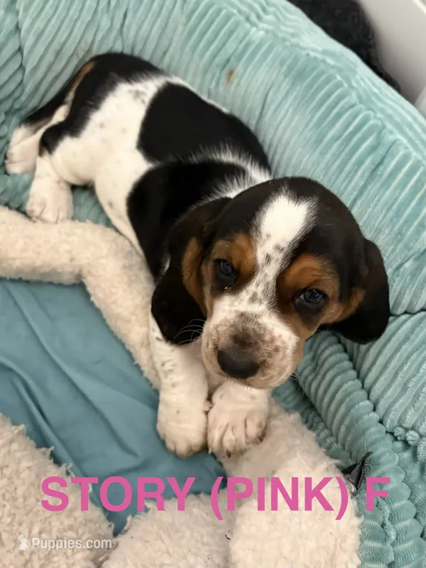 STORY (PINK) – Basset Hound puppy for sale in Saint Cloud, FL