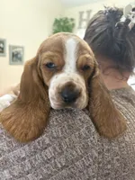MATCHA (GREEN) , a female Basset Hound for sale in Saint Cloud, FL – 5 of 5