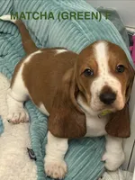 MATCHA (GREEN) , a female Basset Hound for sale in Saint Cloud, FL – 1 of 5