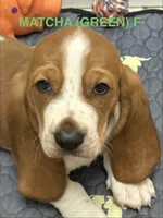 MATCHA (GREEN) , a female Basset Hound for sale in Saint Cloud, FL – 2 of 5