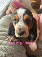 STORY (PINK), a female Basset Hound for sale in Saint Cloud, FL – 4 of 5
