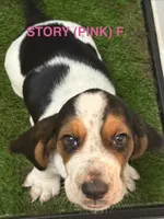 STORY (PINK), a female Basset Hound for sale in Saint Cloud, FL – 3 of 5