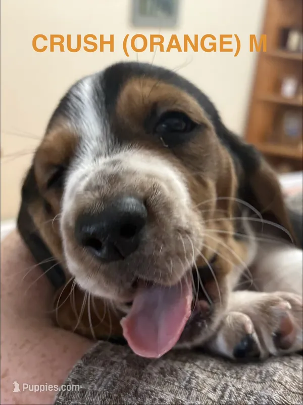 CRUSH (ORANGE) – Basset Hound puppy for sale in Saint Cloud, FL