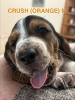 CRUSH (ORANGE), a male Basset Hound for sale in Saint Cloud, FL – 1 of 5